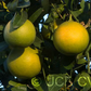US 119 Duncan Grapefruit x Trifoliate X Succory Sweet Orange Trifoliate Hybrid Budwood citrus plant material online shopping