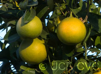 US 119 Duncan Grapefruit x Trifoliate X Succory Sweet Orange Trifoliate Hybrid Budwood citrus plant material online shopping