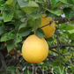 Rojo Blanco Pummelo Hybrid Budwood citrus plant material online shopping