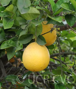 Rojo Blanco Pummelo Hybrid Budwood citrus plant material online shopping