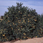 Dream Navel Orange Budwood citrus plant material online shopping