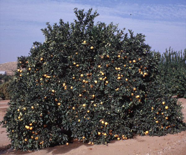 Dream Navel Orange Budwood citrus plant material online shopping