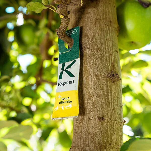 Spical Ulti Mite Predatory Mite