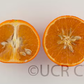 Daisy Mandarin Budwood citrus plant material online shopping