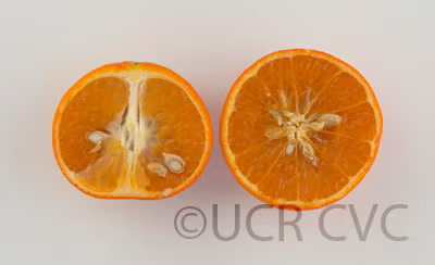 Daisy Mandarin Budwood citrus plant material online shopping