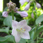 Blueberry Tart Hosta Plants online shopping