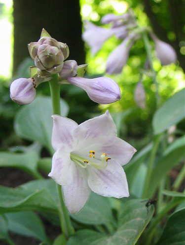 Blueberry Tart Hosta Plants online shopping