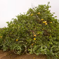 Yuma Ponderosa Lemon Pummelo Hybrid Budwood citrus plant material online shopping