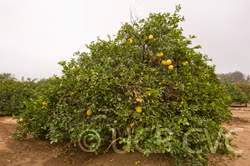 Yuma Ponderosa Lemon Pummelo Hybrid Budwood citrus plant material online shopping