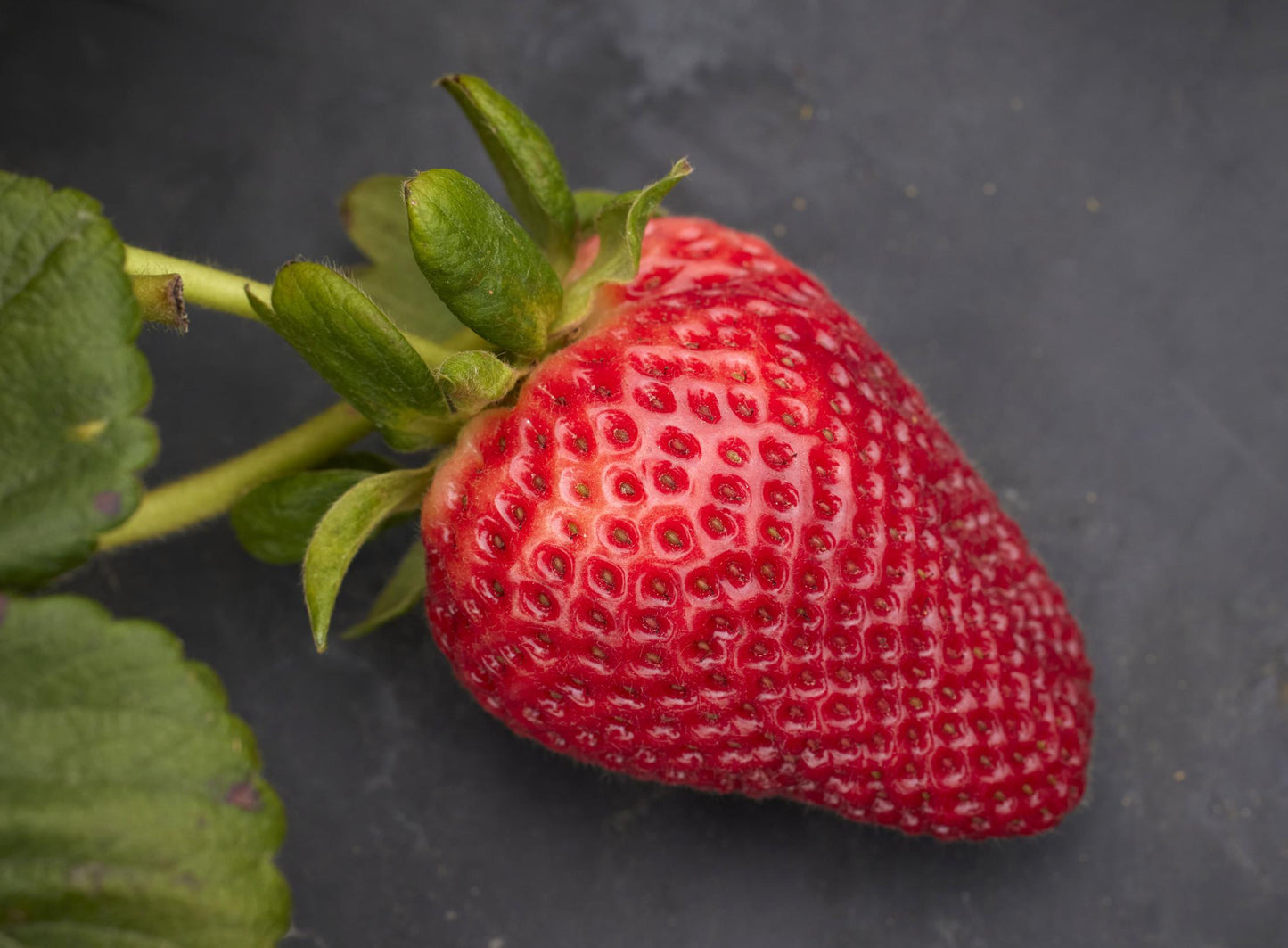 Monarch Short Day Strawberry