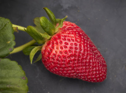 Monarch Short Day Strawberry