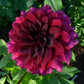 Voodoo Dahlia Plants online shopping