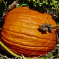 Big Max Pumpkin