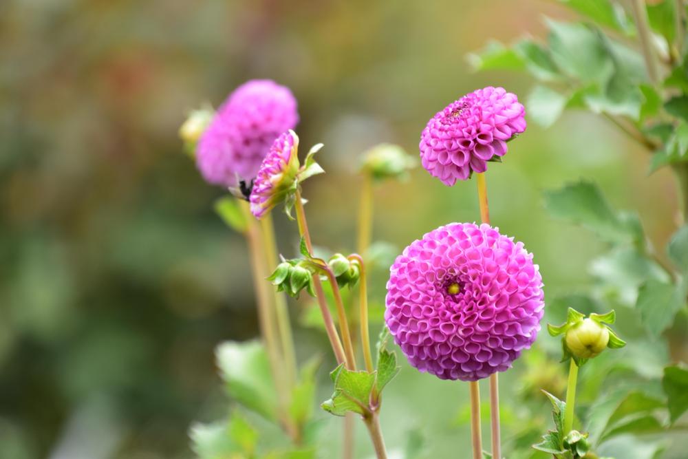 Zippity Do Da Dahlia