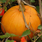 Jack of All Trades F1 Pumpkin Seeds online shopping