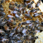 Hawaiian Bred Carniolan Honey Bee Queen
