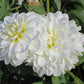 Bride To Be Dahlia Plants online shopping