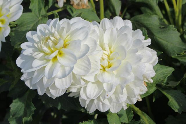 Bride To Be Dahlia Plants online shopping