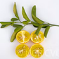 C-35 Citrange Trifoliate Hybrid Budwood citrus plant material online shopping