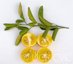 C-35 Citrange Trifoliate Hybrid Budwood citrus plant material online shopping