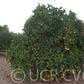 Riverside 1873 Parent Washington Navel Orange Budwood citrus plant material online shopping