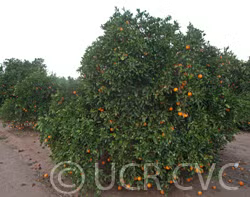 Riverside 1873 Parent Washington Navel Orange Budwood citrus plant material online shopping
