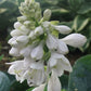 Lakeside Sapphire Pleats Hosta Plants online shopping
