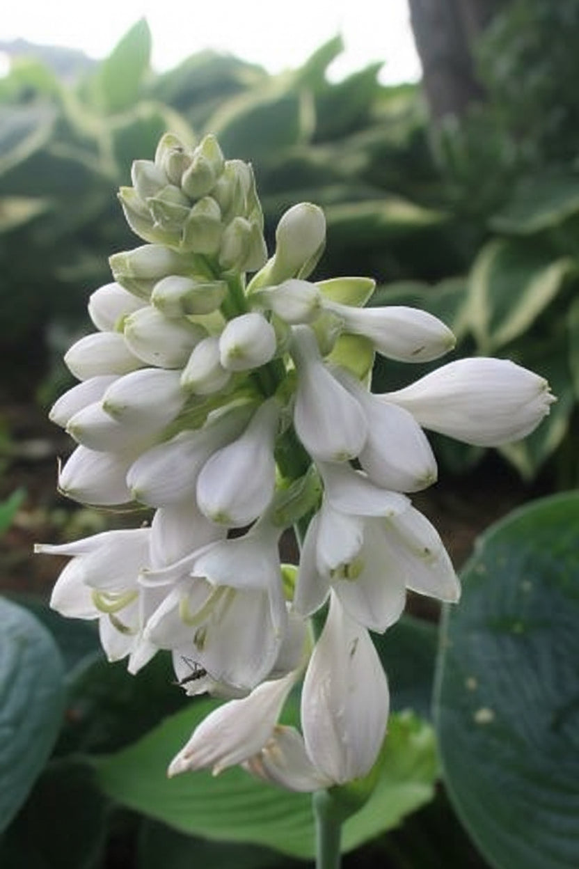 Lakeside Sapphire Pleats Hosta Plants online shopping
