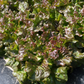 New Red Fire Organic Lettuce Seeds online shopping