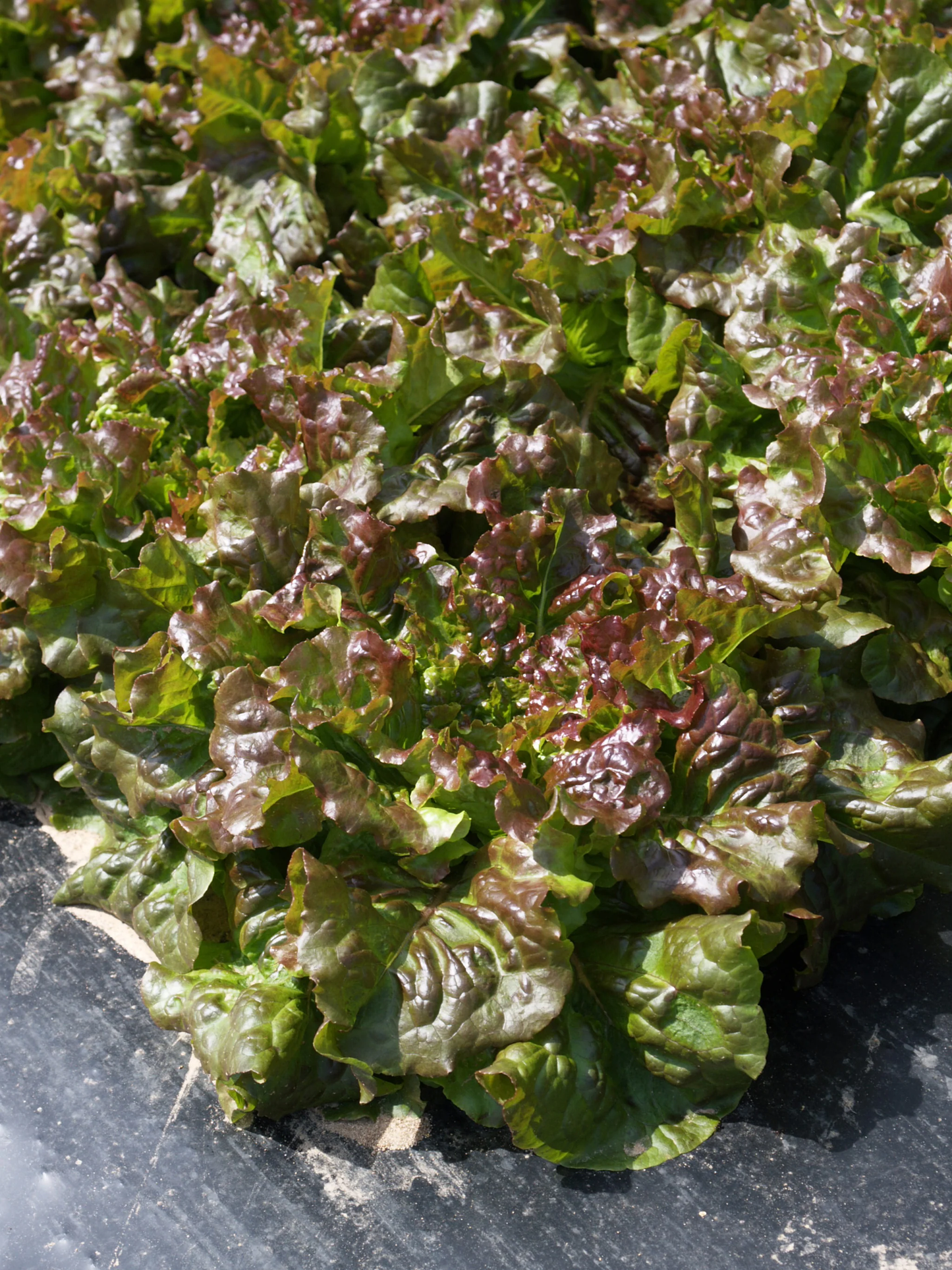 New Red Fire Organic Lettuce Seeds online shopping