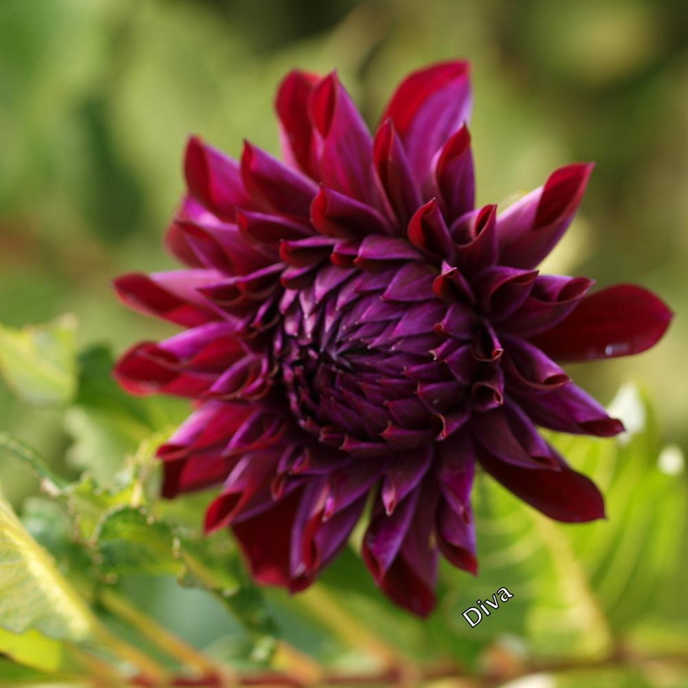 Diva Dahlia