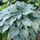 Stormy Seas Hosta Plants online shopping