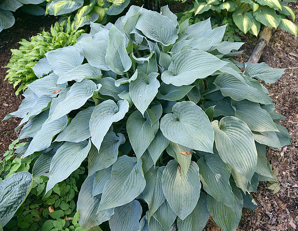 Stormy Seas Hosta Plants online shopping