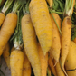 Yellowstone Carrot