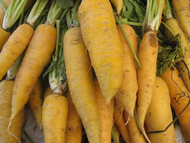 Yellowstone Carrot