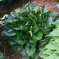 Midnight Oil Hosta Plants online shopping