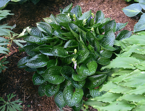 Midnight Oil Hosta Plants online shopping