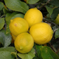 Taylor Eureka Lemon Budwood citrus plant material online shopping