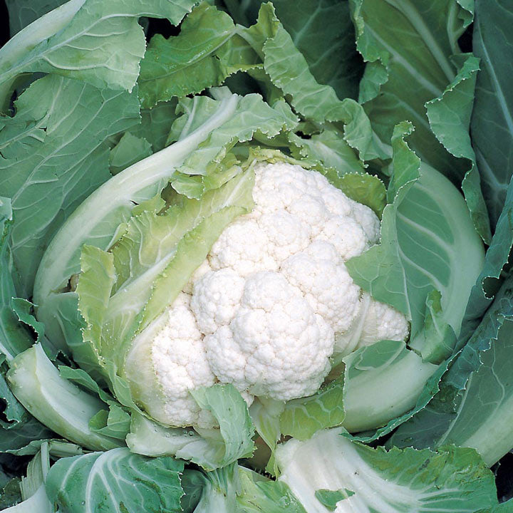 Skywalker F1 Organic Cauliflower