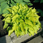 Purple And Gold Hosta Plants online shopping