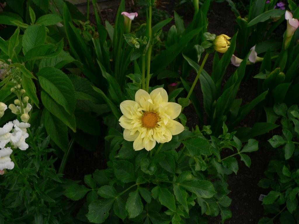 Yellow Bird Dahlia