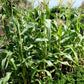 Golden Bantam Corn