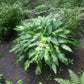Green Fountain Hosta Plants online shopping