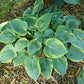 Waukon Thin Ice Hosta Plants online shopping