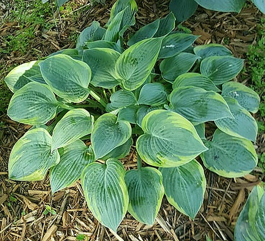 Waukon Thin Ice Hosta Plants online shopping