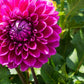 Purplicious Dahlia