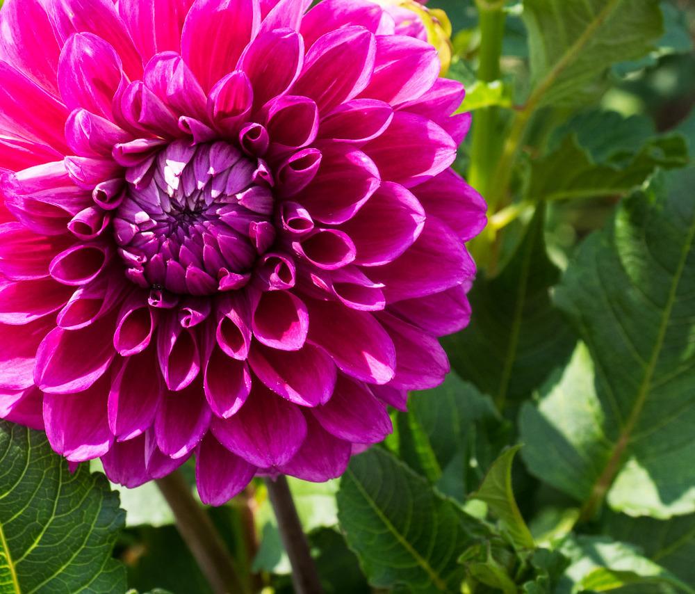 Purplicious Dahlia