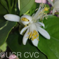 Femminello Siracusano White Flowered Lemon Budwood citrus plant material online shopping