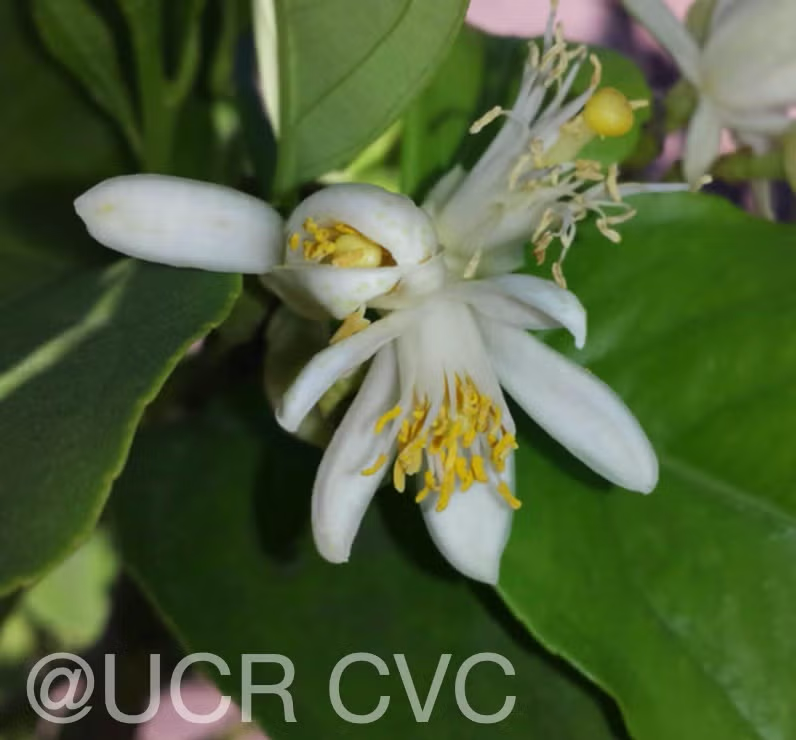 Femminello Siracusano White Flowered Lemon Budwood citrus plant material online shopping