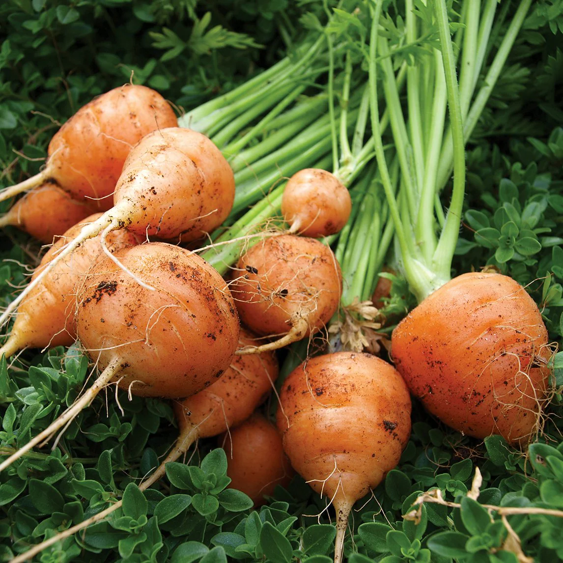 Paris Market Carrot